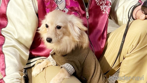 成約済の埼玉県のミックス犬-247829