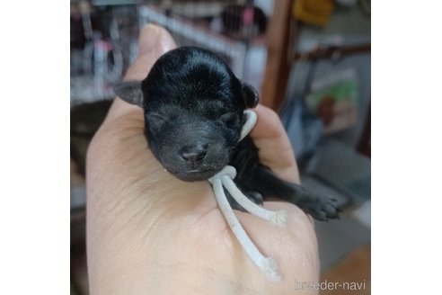 成約済の大阪府のタイニープードル-295373の10枚目