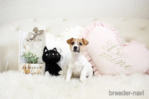 成約済の佐賀県のジャックラッセルテリア-291803