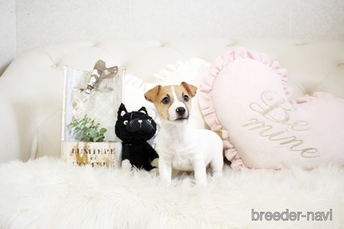 成約済の佐賀県のジャックラッセルテリア-291803の5枚目