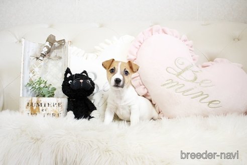 成約済の佐賀県のジャックラッセルテリア-291803の4枚目