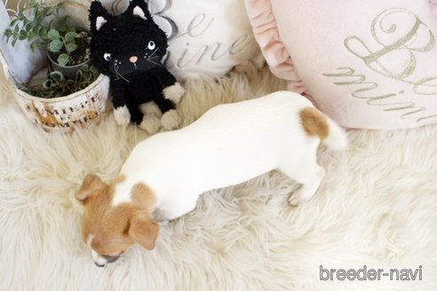 成約済の佐賀県のジャックラッセルテリア-291803の2枚目