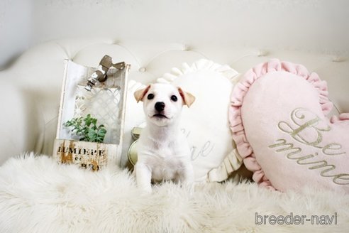 成約済の佐賀県のジャックラッセルテリア-291805の1枚目