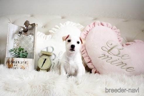 成約済の佐賀県のジャックラッセルテリア-291805の5枚目