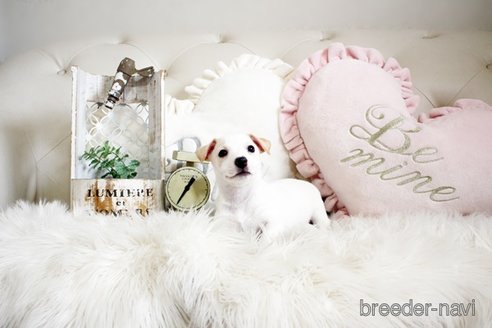 成約済の佐賀県のジャックラッセルテリア-291805の4枚目