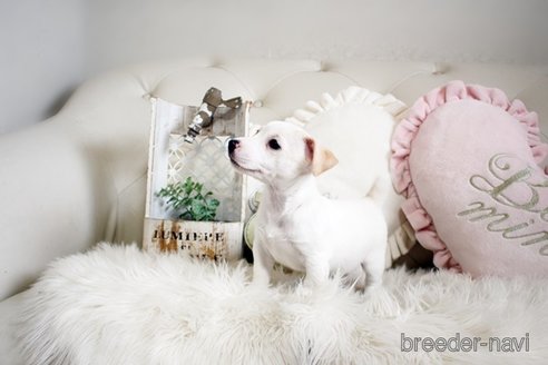 成約済の佐賀県のジャックラッセルテリア-291805の3枚目