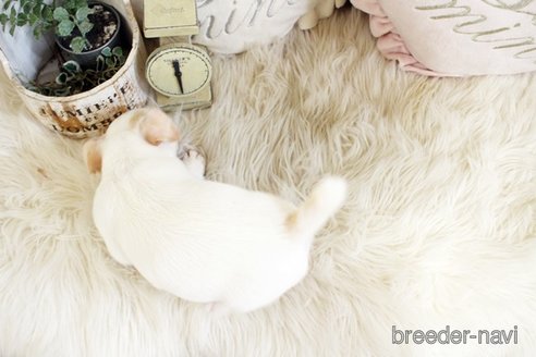 成約済の佐賀県のジャックラッセルテリア-291805の2枚目