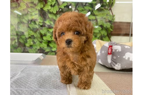 成約済の京都府のトイプードル-290668の13枚目