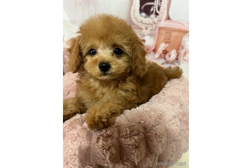 成約済の岡山県のタイニープードル-289565の10枚目