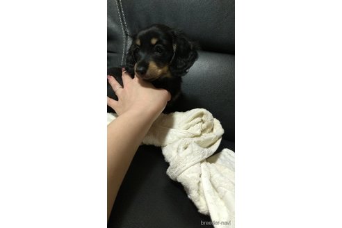 成約済の福岡県のミニチュアダックスフンド(ロングヘアード)-288010の12枚目