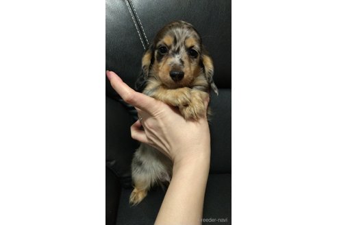 成約済の福岡県のミニチュアダックスフンド(ロングヘアード)-288005の10枚目