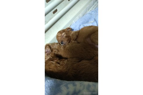 成約済の福岡県のトイプードル-295490の13枚目