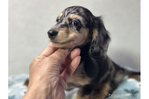 成約済の宮崎県のミニチュアダックスフンド(ロングヘアード)-288226の4枚目