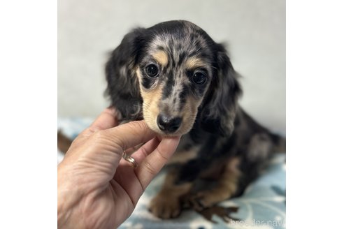 成約済の宮崎県のミニチュアダックスフンド(ロングヘアード)-288226の3枚目