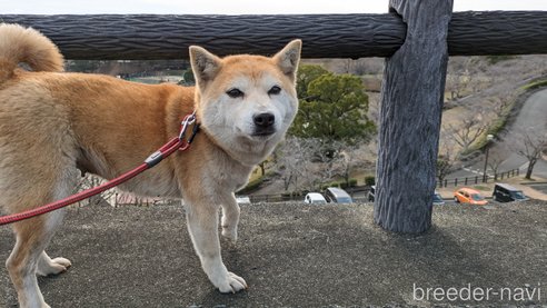 成約済の熊本県の豆柴-283954の5枚目