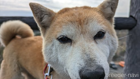 成約済の熊本県の豆柴-283954の2枚目