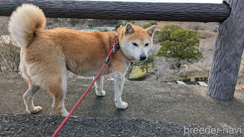 成約済の熊本県の豆柴-283954の3枚目