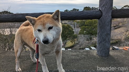 成約済の熊本県の豆柴-283954の4枚目