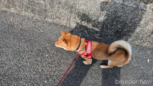 成約済の熊本県の豆柴-283945の5枚目