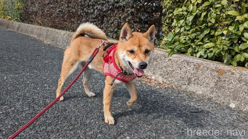 成約済の熊本県の豆柴-283945の4枚目