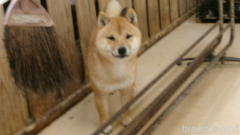 成約済の佐賀県の豆柴-247734の2枚目