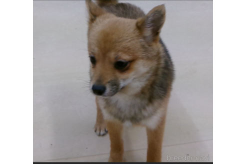 成約済の佐賀県のミックス犬-273991の2枚目