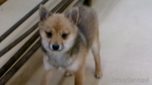 成約済の佐賀県のミックス犬-273991