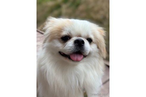 成約済の山口県のミックス犬-281569の19枚目