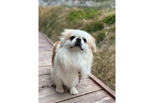 成約済の山口県のミックス犬-281569の17枚目