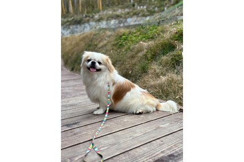 成約済の山口県のミックス犬-281569の15枚目