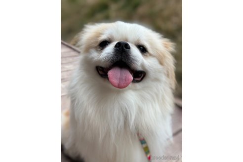 成約済の山口県のミックス犬-281569の14枚目