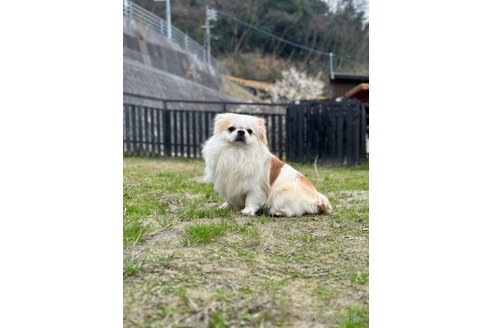 販売中の山口県のミックス犬-281569の9枚目