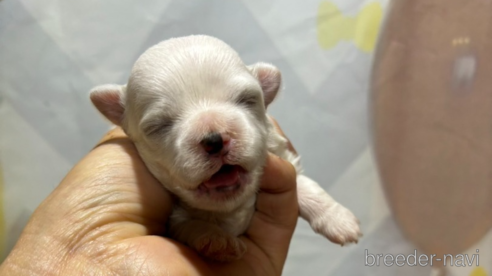 成約済の山口県のミックス犬-295555の2枚目