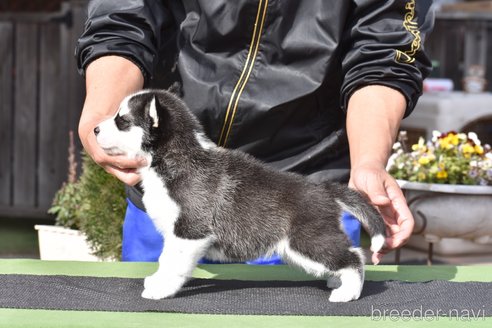 成約済の三重県のシベリアンハスキー-295558の2枚目