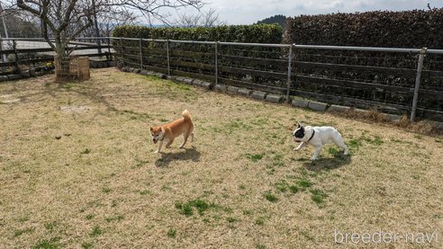 成約済の熊本県の豆柴-282483の3枚目