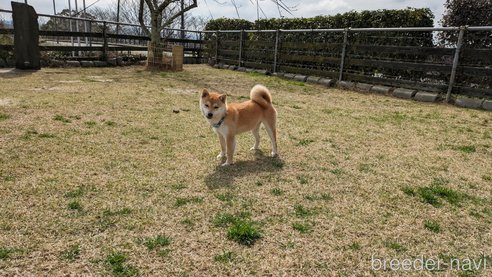 成約済の熊本県の豆柴-282483の2枚目