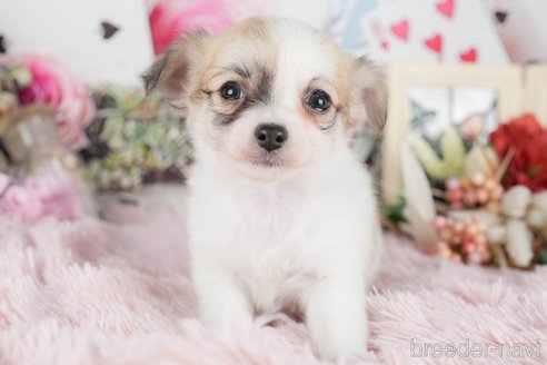 成約済の茨城県のチワワ(ロングコート)-295569