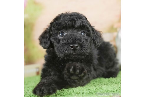 成約済の茨城県のタイニープードル-295570