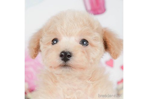 成約済の茨城県のタイニープードル-295571