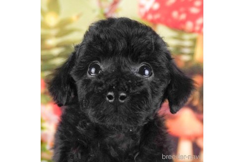 成約済の茨城県のタイニープードル-295573