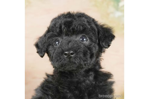 成約済の茨城県のタイニープードル-295576の2枚目