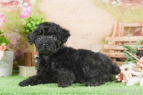 成約済の茨城県のタイニープードル-295576の4枚目