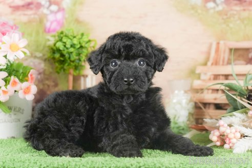 成約済の茨城県のタイニープードル-295576の5枚目