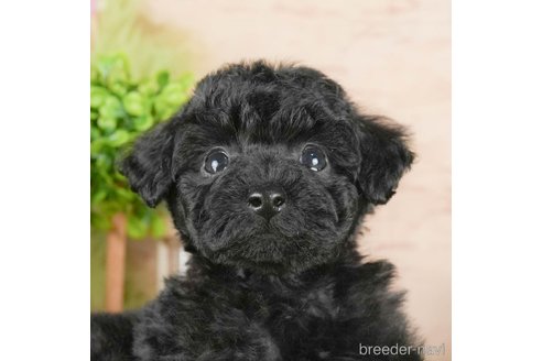 成約済の茨城県のタイニープードル-295576の1枚目