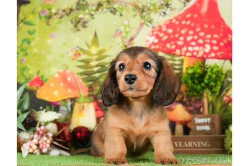 成約済の茨城県のミニチュアダックスフンド(ロングヘアード)-295587の1枚目