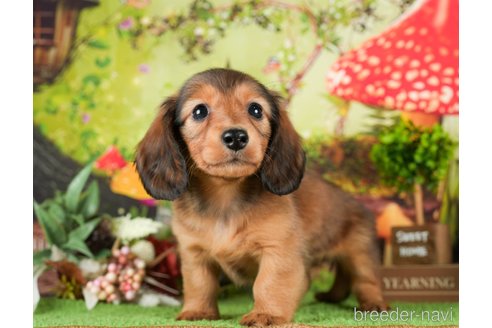 成約済の茨城県のミニチュアダックスフンド(ロングヘアード)-295587の6枚目