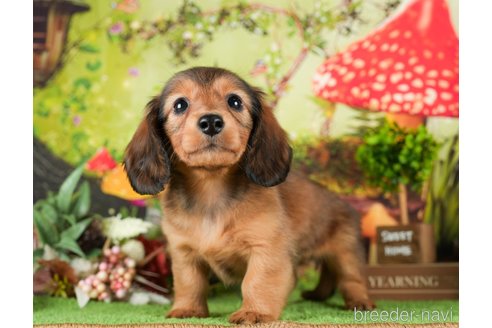 成約済の茨城県のミニチュアダックスフンド(ロングヘアード)-295587の2枚目
