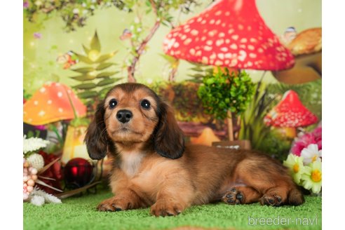 成約済の茨城県のミニチュアダックスフンド(ロングヘアード)-295587の4枚目