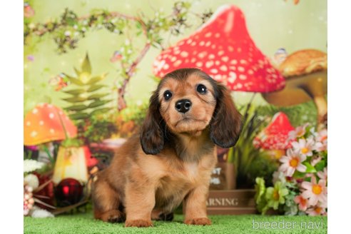 成約済の茨城県のミニチュアダックスフンド(ロングヘアード)-295587の3枚目