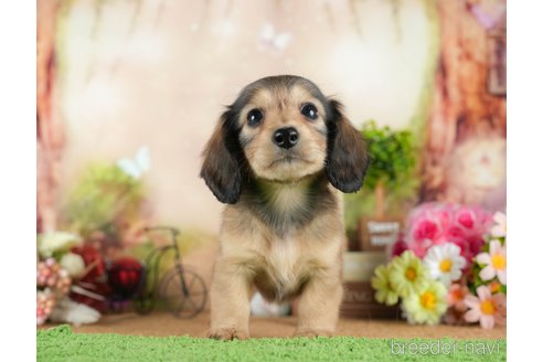 成約済の茨城県のミニチュアダックスフンド(ロングヘアード)-295588の2枚目